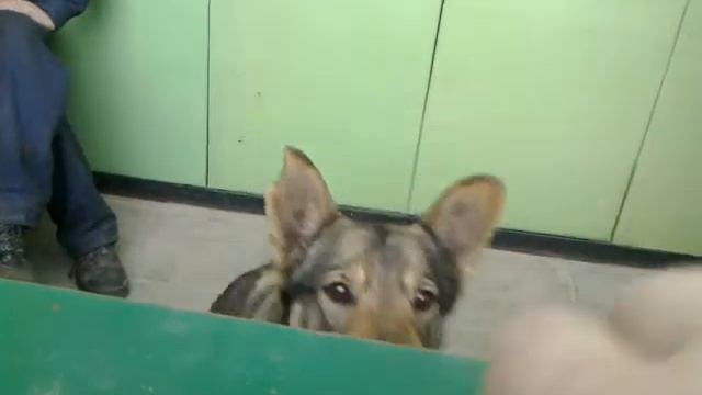 Собаки тоже любят печенье. :-) смотреть онлайн