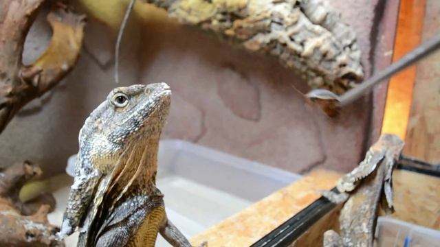 Плащеносная ящерица - Frilled Lizard (Энциклопедия животных) смотреть онлайн