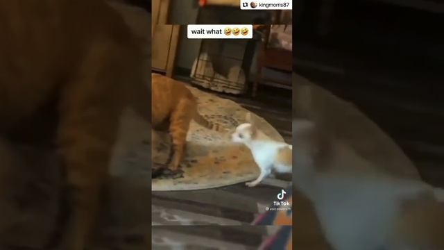 Кот, кошка и собака. Только пристроился и тут ... смотреть онлайн