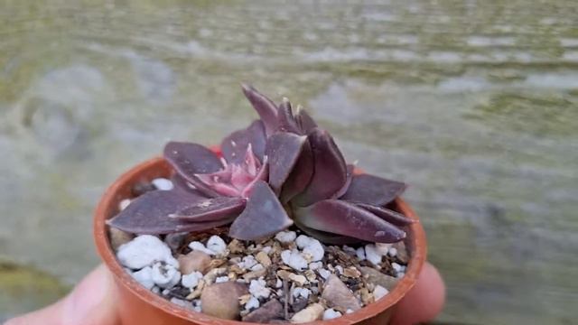 Echeveria Black Prince смотреть онлайн
