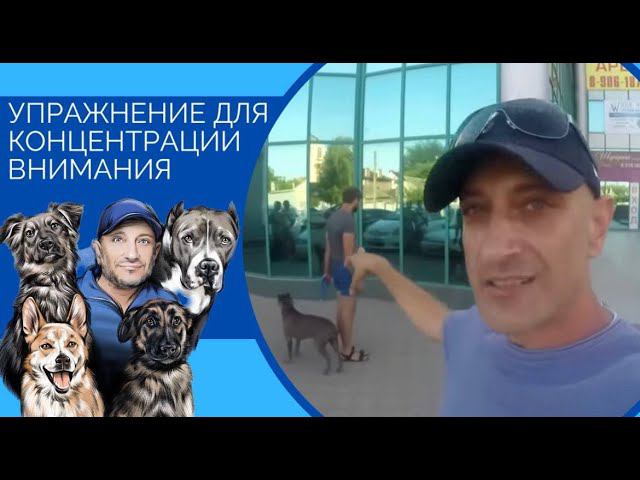 Упражнение для концентрации внимания смотреть онлайн