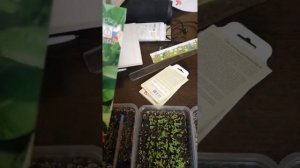 Рассада табака падает.