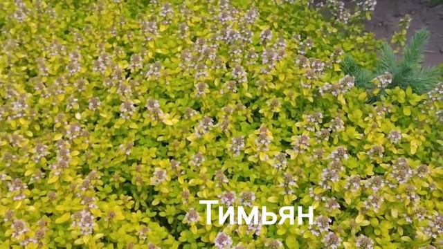 #тимьян смотреть онлайн