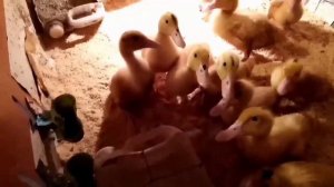 Корм для Мулардов Содержание уток. Муларды на даче