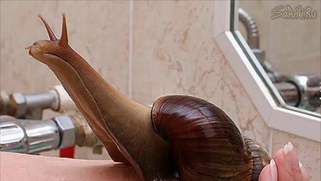 что внутри у улитки смотреть онлайн