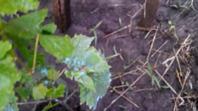 Виноград ОЛИМПИАДА поэтапное развитие куста (3 часть) смотреть онлайн