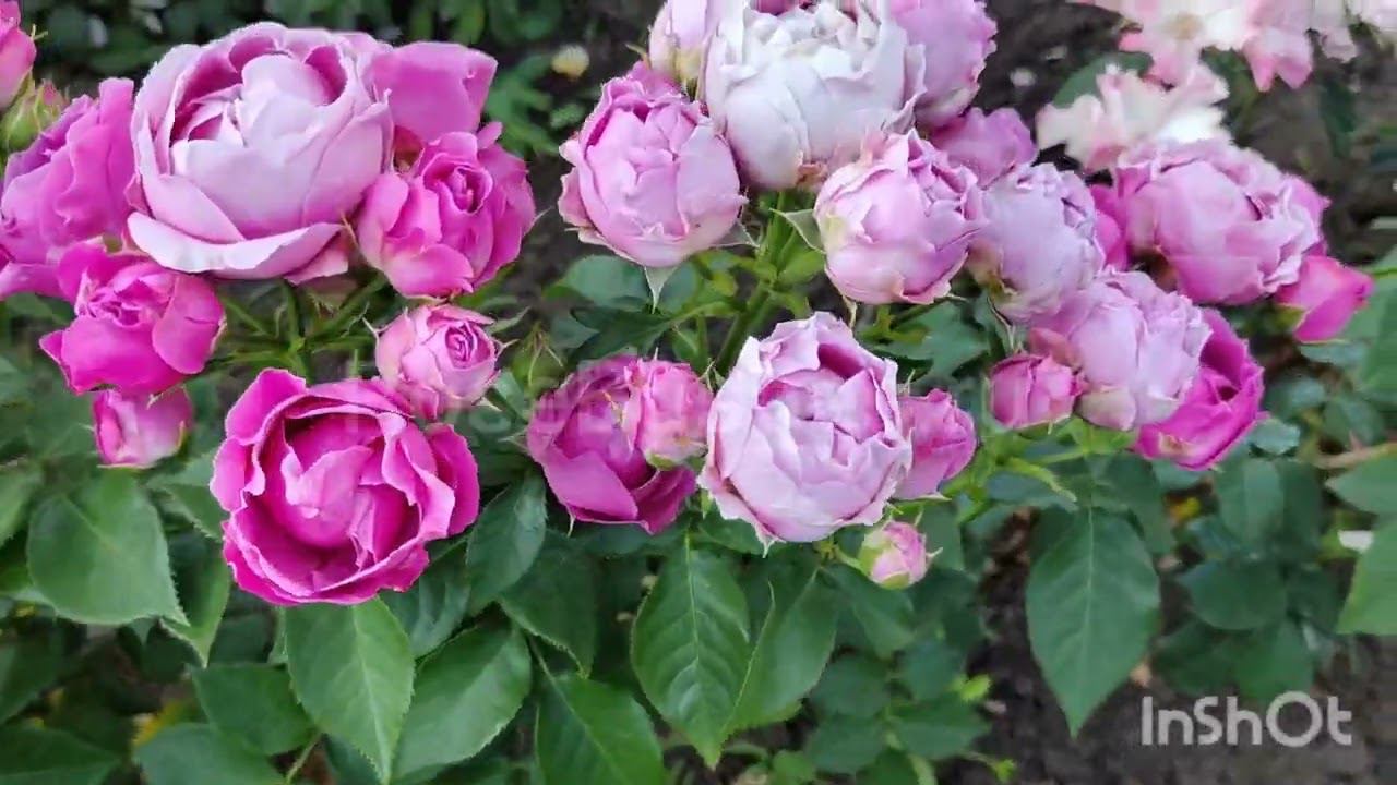 Розовые розы: Мисти Баблз, Бьенвеню и Лиола RoseBushes.ru смотреть онлайн