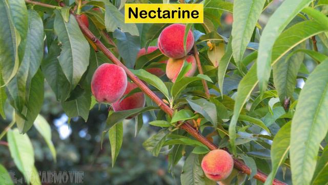 𝟒𝐊 𝐅𝐫𝐮𝐢𝐭𝐬 𝐍𝐚𝐦𝐞 𝐢𝐧 𝐈𝐧𝐝𝐢𝐚𝐧 𝐄𝐧𝐠𝐥𝐢𝐬𝐡 / 𝐕𝐨𝐜𝐚𝐛𝐮𝐥𝐚𝐫𝐲 𝐰𝐢𝐭𝐡 𝐏𝐫𝐨𝐧𝐮𝐧𝐜𝐢𝐚𝐭𝐢𝐨𝐧