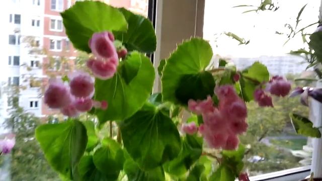 Розовая махровая вечноцветущая бегония. смотреть онлайн