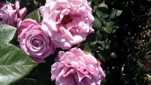 ФИОЛЕТОВЫЕ РОЗЫ?Кусты РОЗЫ цветут лиловые пурпурные сиреневые (Violet roses purple) смотреть онлайн