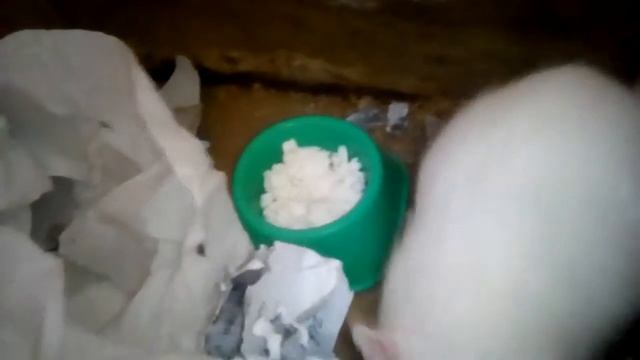 Беременная крыса смотреть онлайн