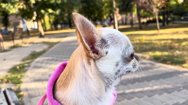 Эмоции, которые они нам дарят, ни за какие деньги не купить. Чихуахуа Мия на прогулке. смотреть онлайн