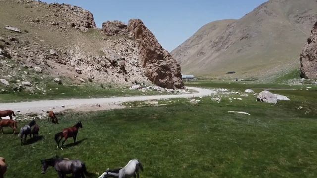 Табун лошадей. Свободное пастбище высоко в горах Кыргызстана смотреть онлайн