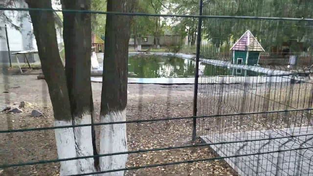 Новые жители зоопарка в Борисах смотреть онлайн