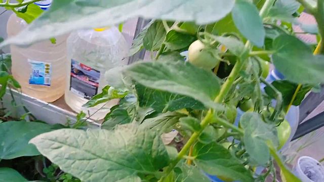 томат Жонглёр. Урожайность впечатляет