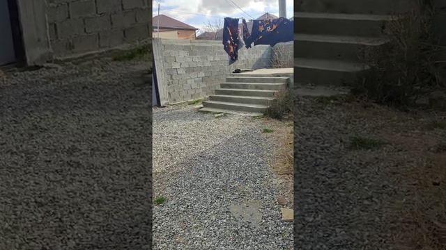 щенки акита ину/ смешные собаки/смешное видео/ смешные щенки смотреть онлайн