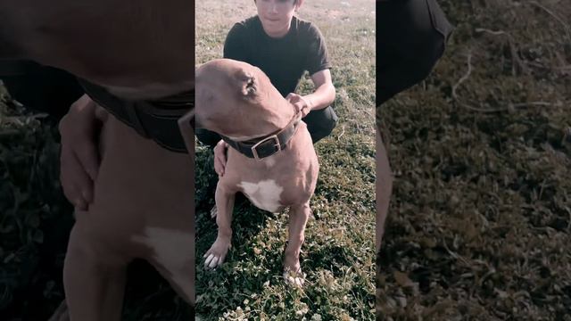 Мощный питбуль 👍👍 смотреть онлайн