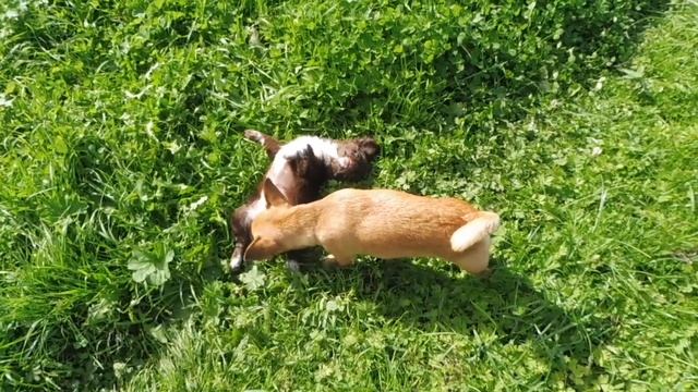 ПРОДАЮ Щенков породы ЧИХУАХУА Князь и Цериос / Шикарное утро 09/09/2021 года  тепло и светит солнце