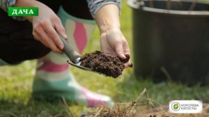 ГОЛУБИКА - все тонкости правильной посадки//Подготовка ямы, выбор сорта, уход