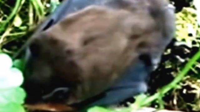 Храбрый летучий мышонок смотреть онлайн