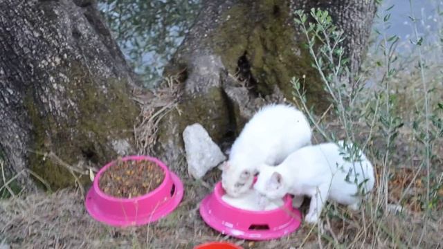 ☺ Как живут бездомные кошки в Греции. Остров Корфу смотреть онлайн