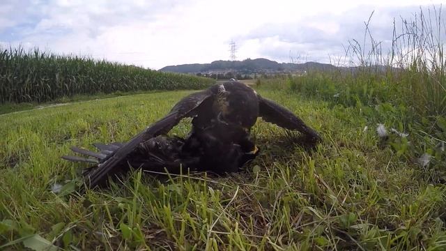 Falco peregrinus Terzel vs Crow смотреть онлайн