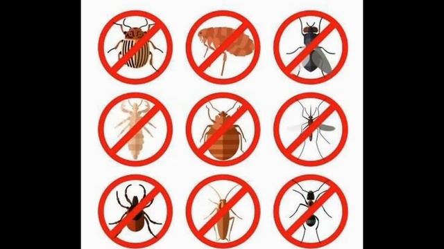 Уничтожение Тараканов, клопов, муравьев, крыс, мышей в Ставрополе смотреть онлайн