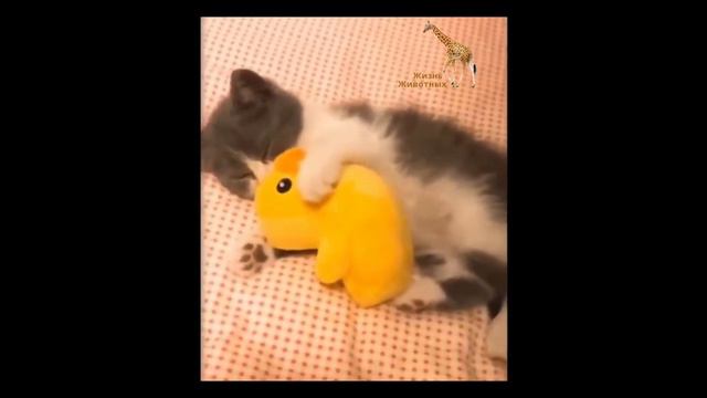 Кошки Реагируют На Игрушки | Смешные Реакции Кошки На Игрушки смотреть онлайн