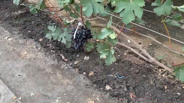 САМЫЕ ИНТЕРЕСНЫЕ СОРТА ВИНОГРАДА ДЛЯ СЕВЕРНЫЯХ РЕГИОНАХ смотреть онлайн