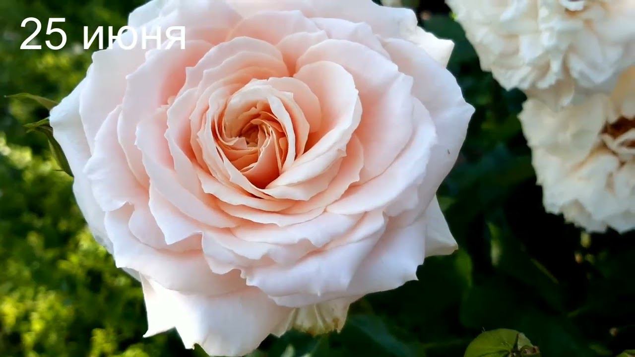 Помогите определить сорт смотреть онлайн