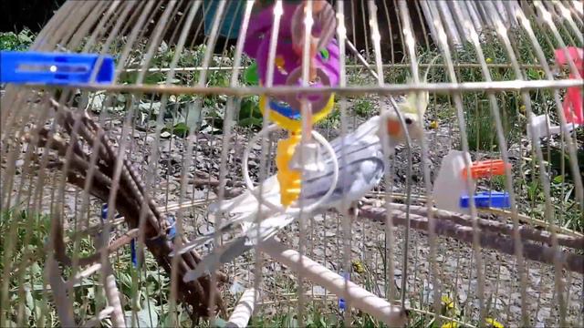 ПОПУГАЙ НА УЛИЦЕ /ЖИВОТНЫЕ смотреть онлайн