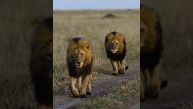 Lions strutting #lion #strutting #lions #marching #bigcats #savannah #animal #wilderness смотреть онлайн