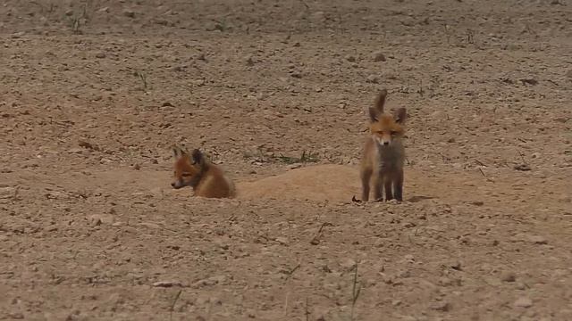 ВОТ ТАК ПРОВЕРИЛ ЛОВУШКИ!!! смотреть онлайн