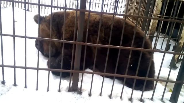 Миша.Медведь на трассе А151 между Чебоксарами и Ульяновском смотреть онлайн