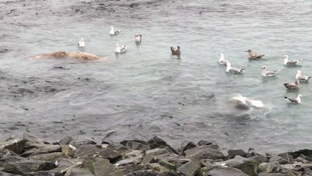 Аляска 2021. Морские львы едят рыбу. смотреть онлайн