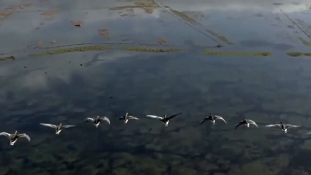 Группа Рождество - Улетают птицы (ЦАП Mariolla PCM-500). смотреть онлайн