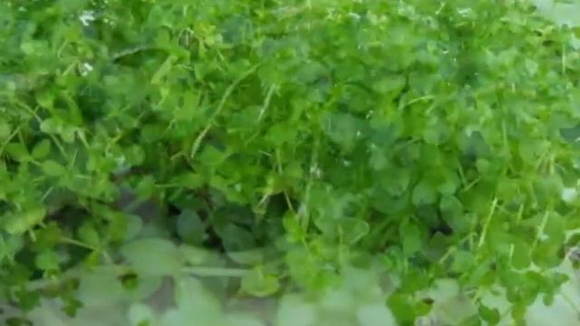 Micranthemum umbrosum - Carpet Aquarium Plant смотреть онлайн