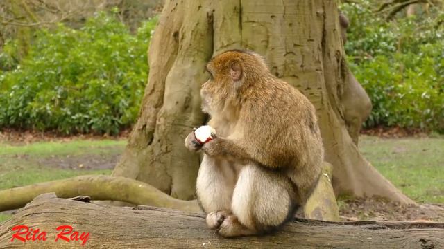 Funny And Cute Monkey /Весёлые обезьянки #monkey#funnyanimals#cute#обезьны#животные##