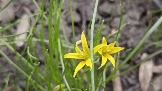 24 января народный праздник Федосеев День. Что нельзя делать. Народные традиции и приметы. смотреть онлайн