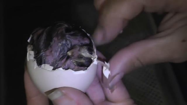 ПТЕНЕЦ ПАВЛИНА не может выйти из яйца. Первая помощь. ЛПХ Свои Перепела смотреть онлайн