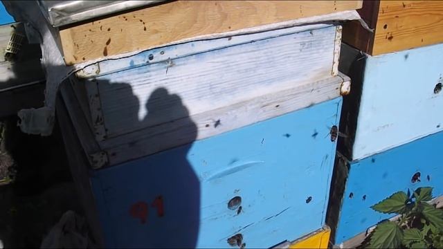 Игорь, почему у тебя нет прилетных досок на ульях - все не как у других пчеловодов смотреть онлайн