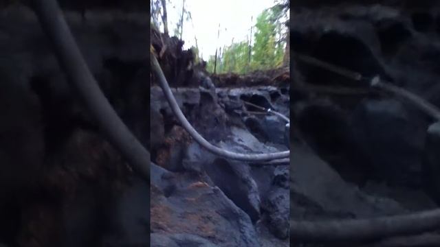 Вечная мерзлотамоем бивни мамонта