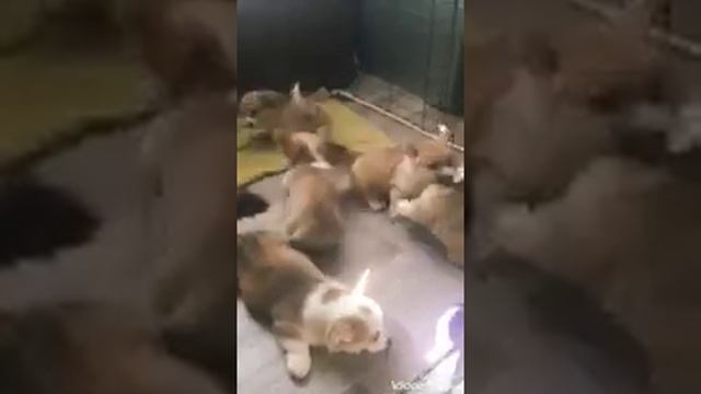 Корги из бандитских 90х))))Растим " крышу" питомнику))) смотреть онлайн