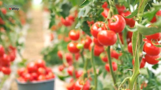 СУПЕР ПОДКОРМКА ПОМИДОР И ОГУРЦОВ! Обязательно попробуйте! смотреть онлайн