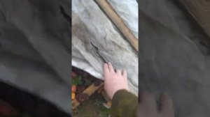 Отличие рассады клубники с закрытой корневой системой от "фриго".