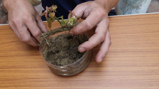 How To Grow Confettis With Branches смотреть онлайн