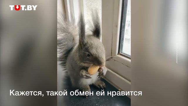 Зачем белка регулярно приходит в гости в квартиру? смотреть онлайн