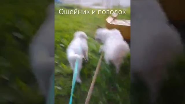Уход и содержание мареммы