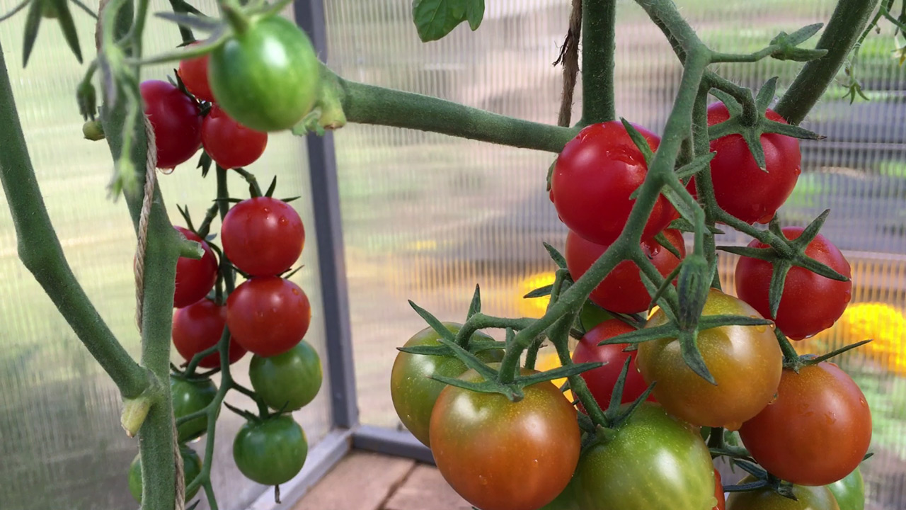 Как конфетки! Вкусные и сладкие томаты черри из серии Каскад смотреть онлайн