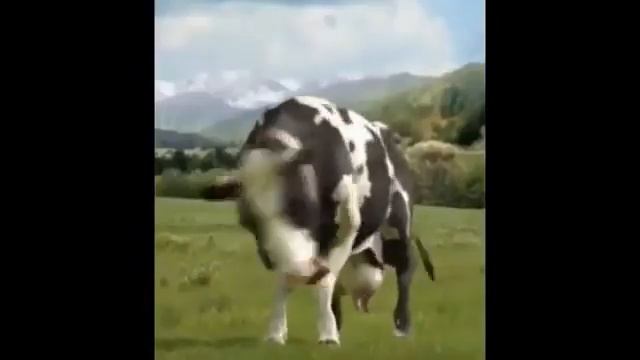 Cow dance смотреть онлайн